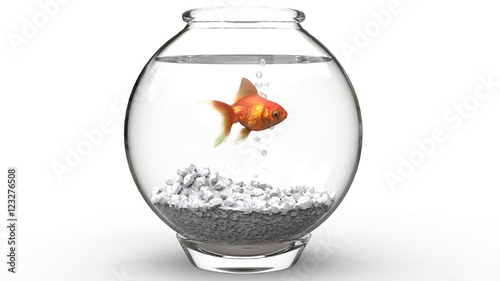 Gold fish swimming in a fishbowl