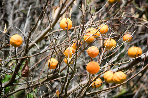 Grupo de mandarinas creciendo en árbol sin hojas.