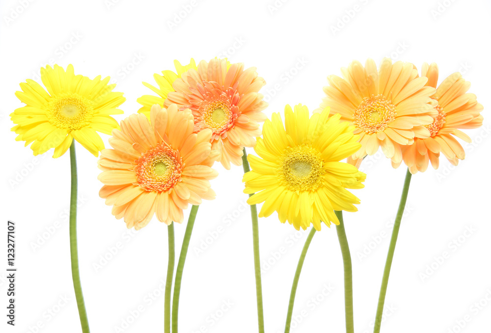 Naklejka premium ガーベラ