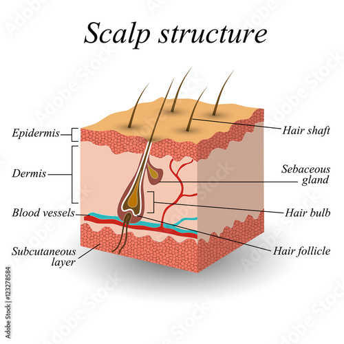The structure of the hair scalp, anatomical training poster. Vector illustration.