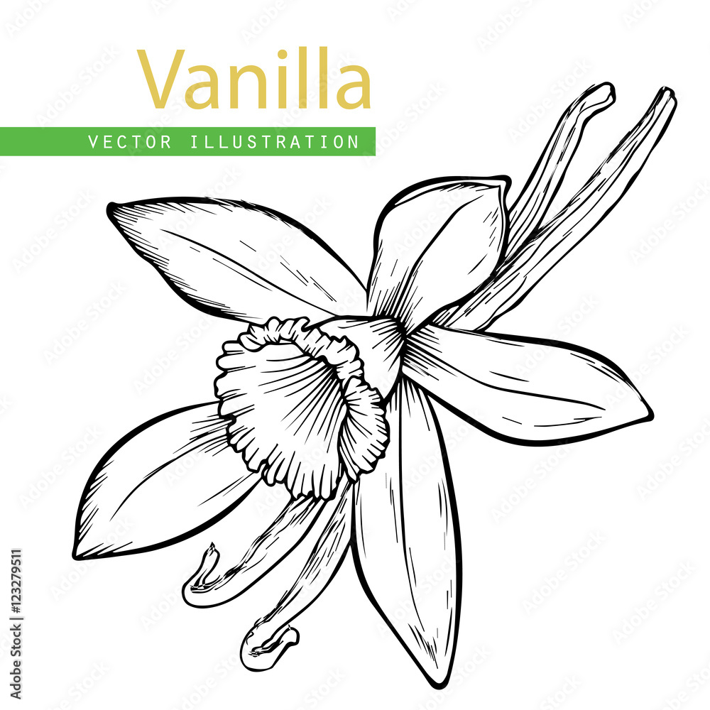 Vanilla pods and flower Vanilla pods and flower