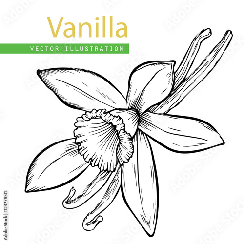 Vanilla pods and flower