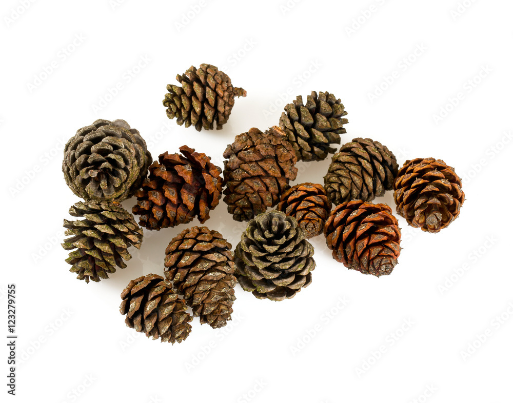 pine tree cones isolated on white background pine tree cones isolated on white background