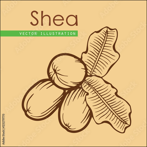 shea nuts_brown