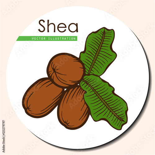 shea nuts_brown