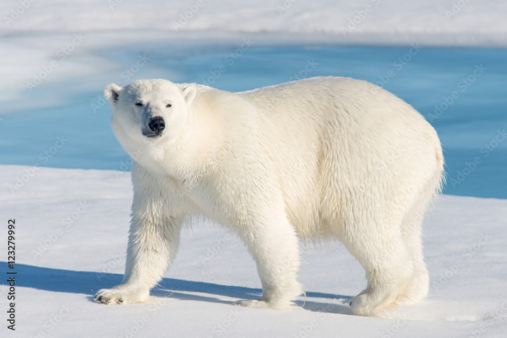 Polar Bear Foto, Poster, Wandbilder bei EuroPosters