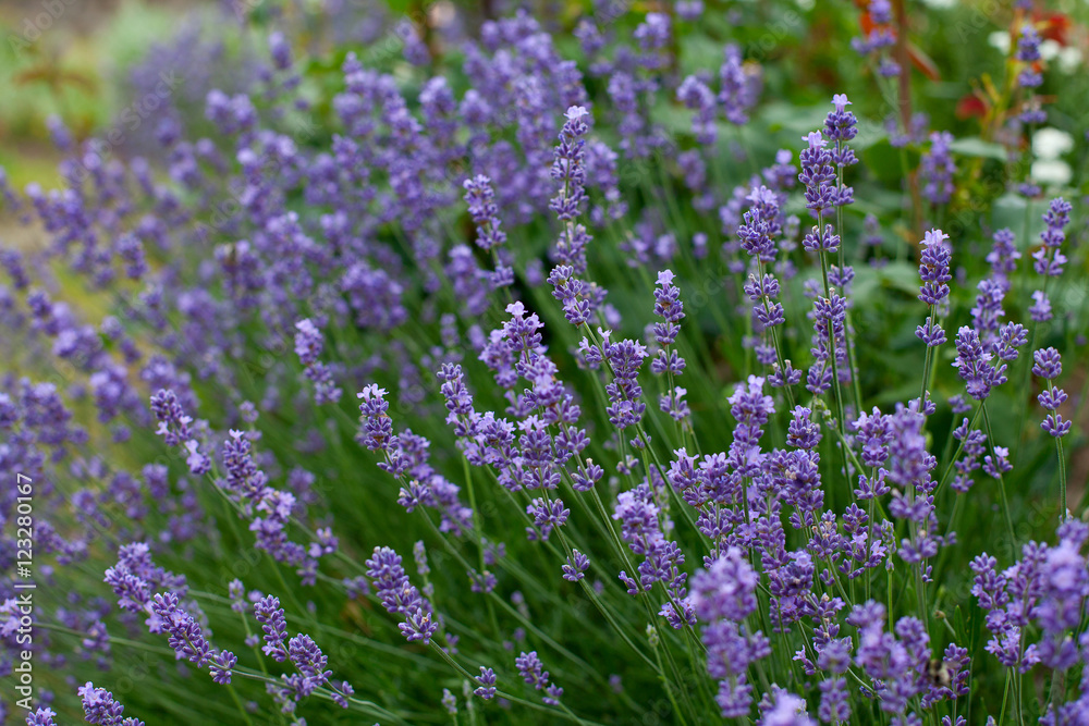 Obraz premium lavender flowers
