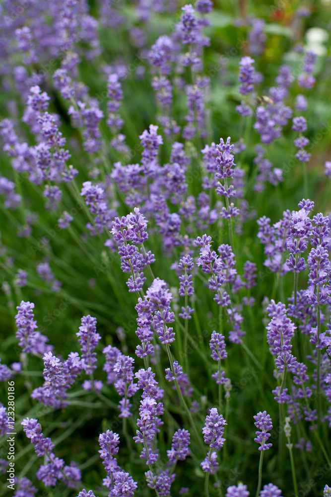 lavender flowers