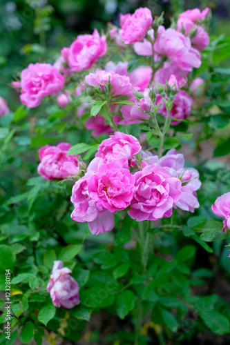 Fototapeta Naklejka Na Ścianę i Meble -  pink roses in garden