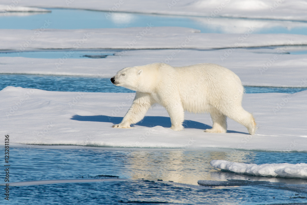Fototapeta premium Polar Bear