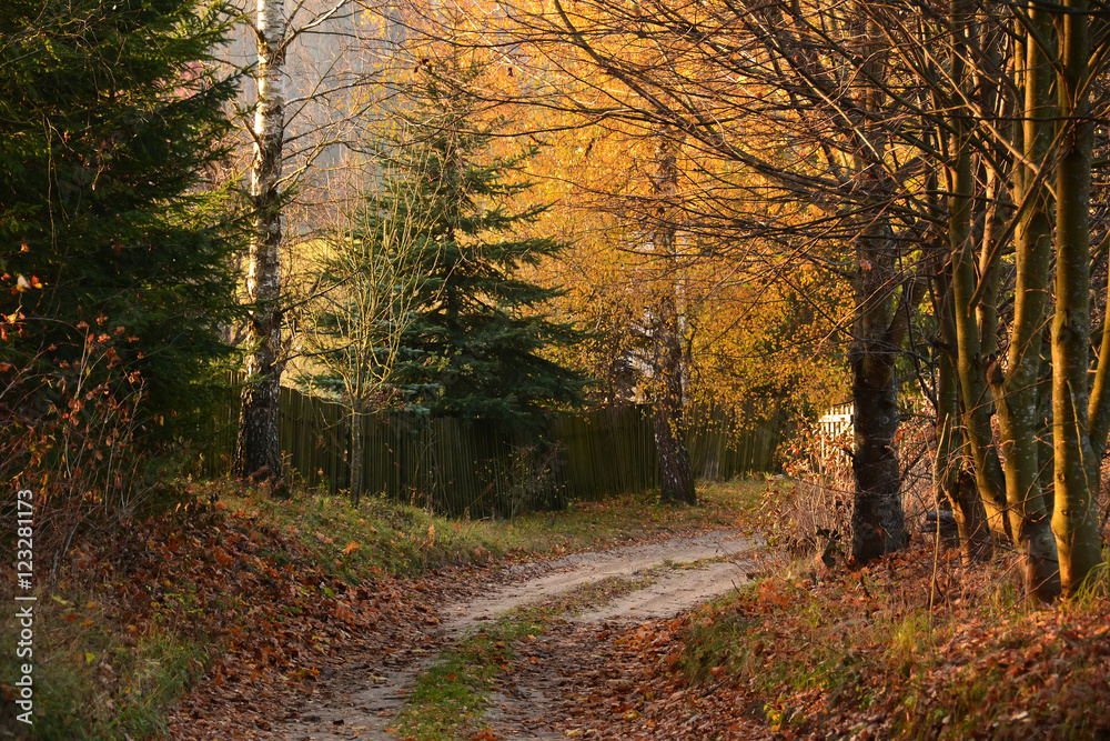 Dirt road in autumn forest