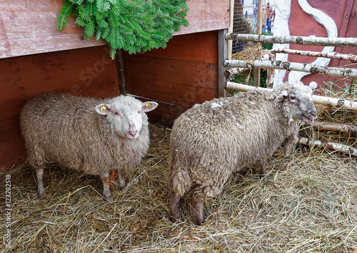 Sheep in Old town of Riga at Christmas