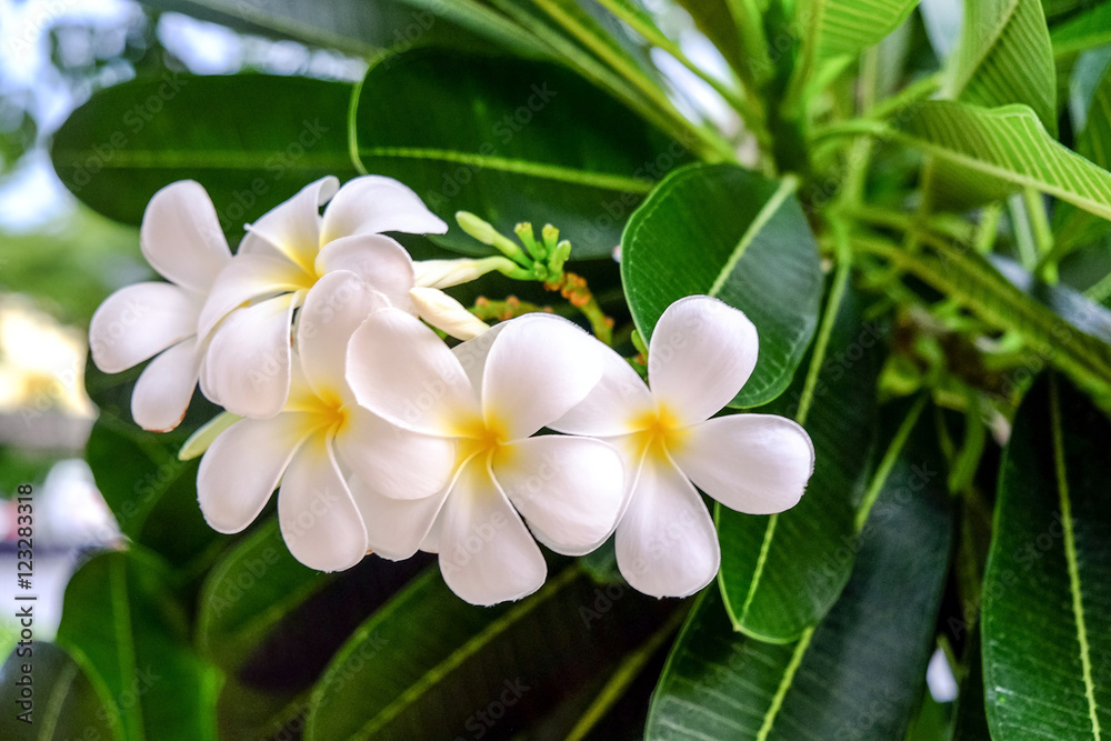 White Plumeria flower are blooming beautifully.
White Plumeria flower are blooming beautifully.