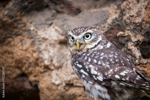 Little Owl (Athene noctua) sitting on the rock, close-up. Wildlife photo.