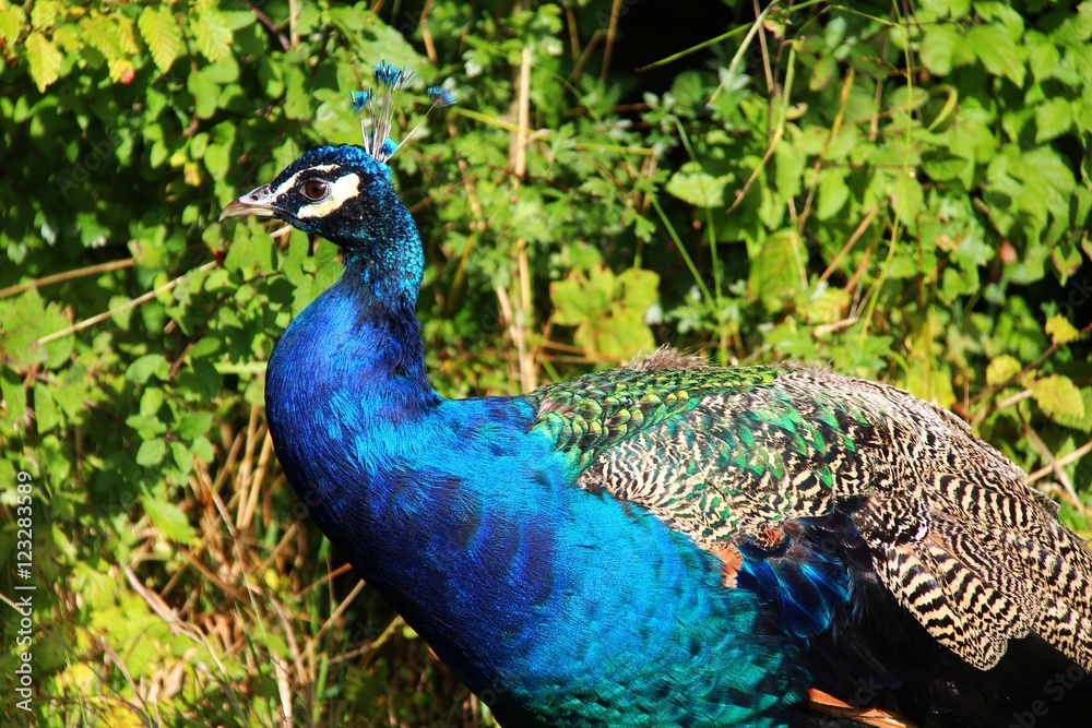 Fototapeta premium pfau III