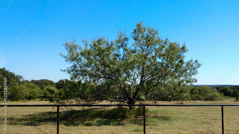 Mesquite tree in Texas field