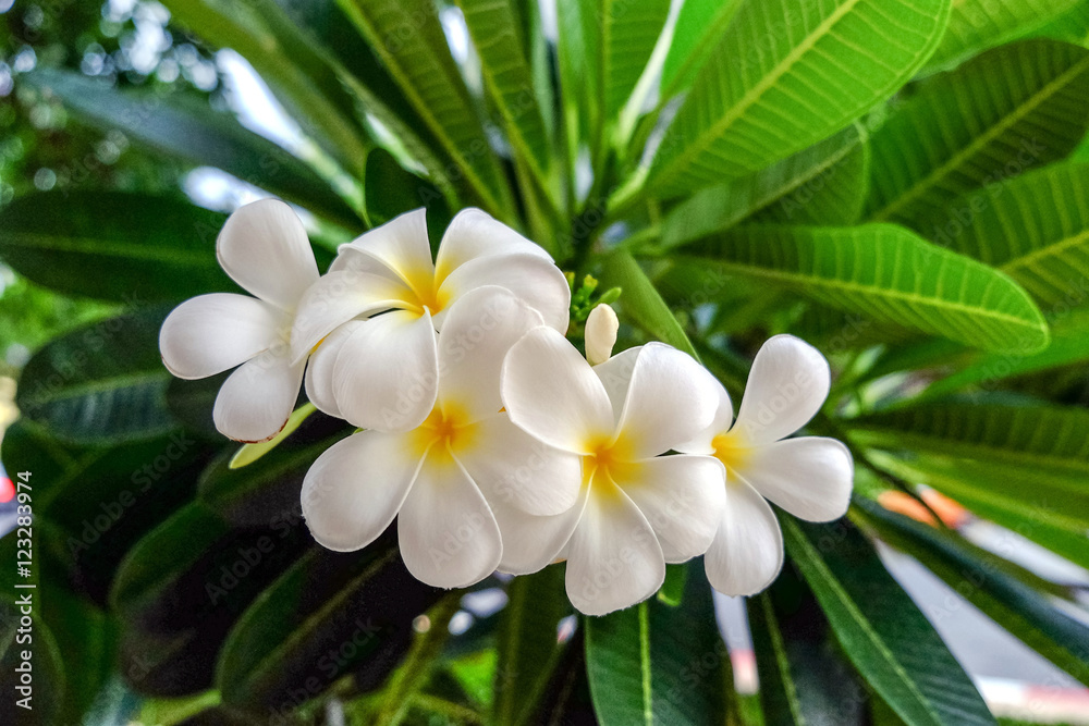 White Plumeria flower is beautiful and refreshing
White Plumeria flower is beautiful and refreshing