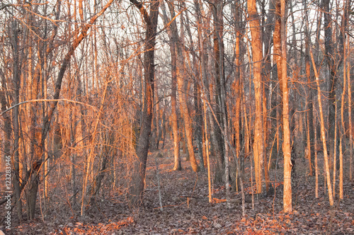 Grove of trees with sunset orange glow
