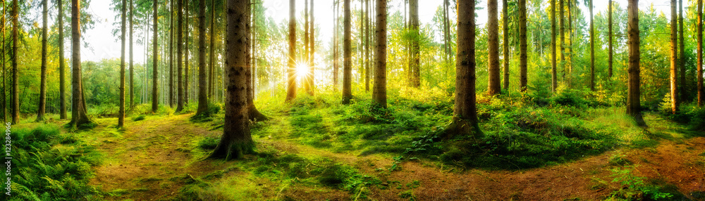 Idyllischer Sonnenaufgang im herbstlichen Wald - obrazy, fototapety, plakaty 