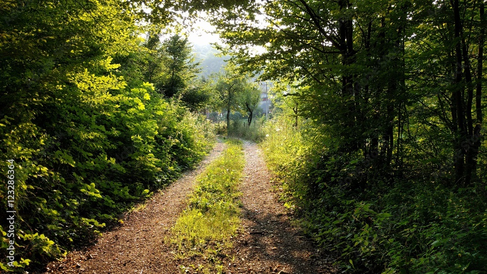 Fototapeta premium Forest Path