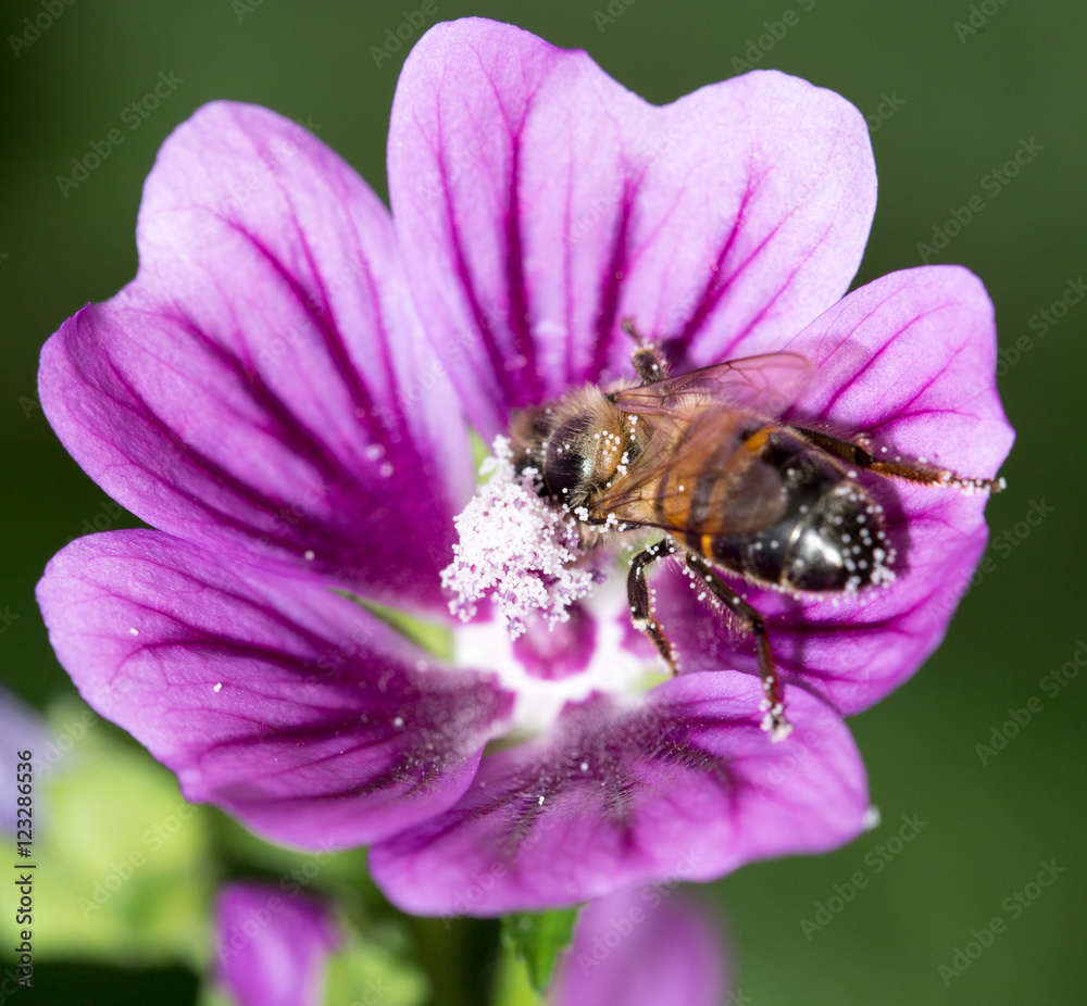 Bee on a purple flower. macro Bee on a purple flower. macro