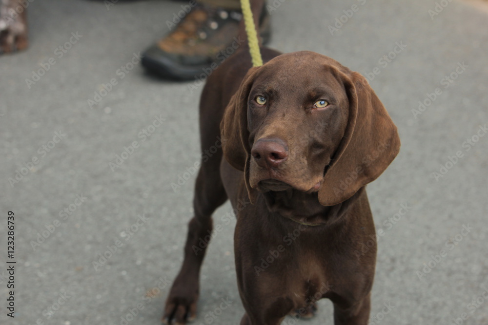 German Shorthaired Pointer German Shorthaired Pointer