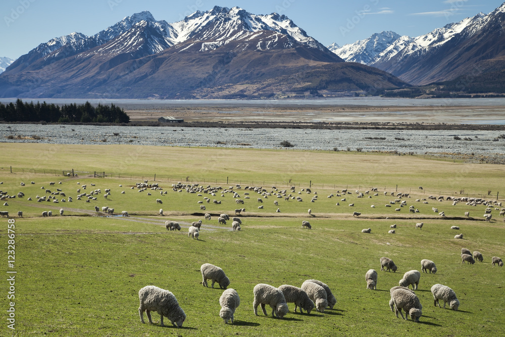 Obraz premium Sheep farm