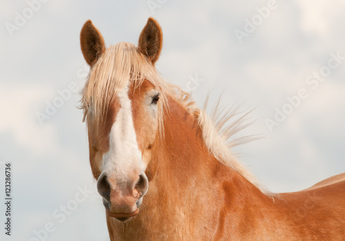 Handsome blond Belgian draft horse looking at the viewer with curiosity with his ears up  against cloudy sky