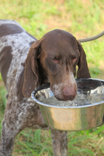 German Shorthaired Pointer