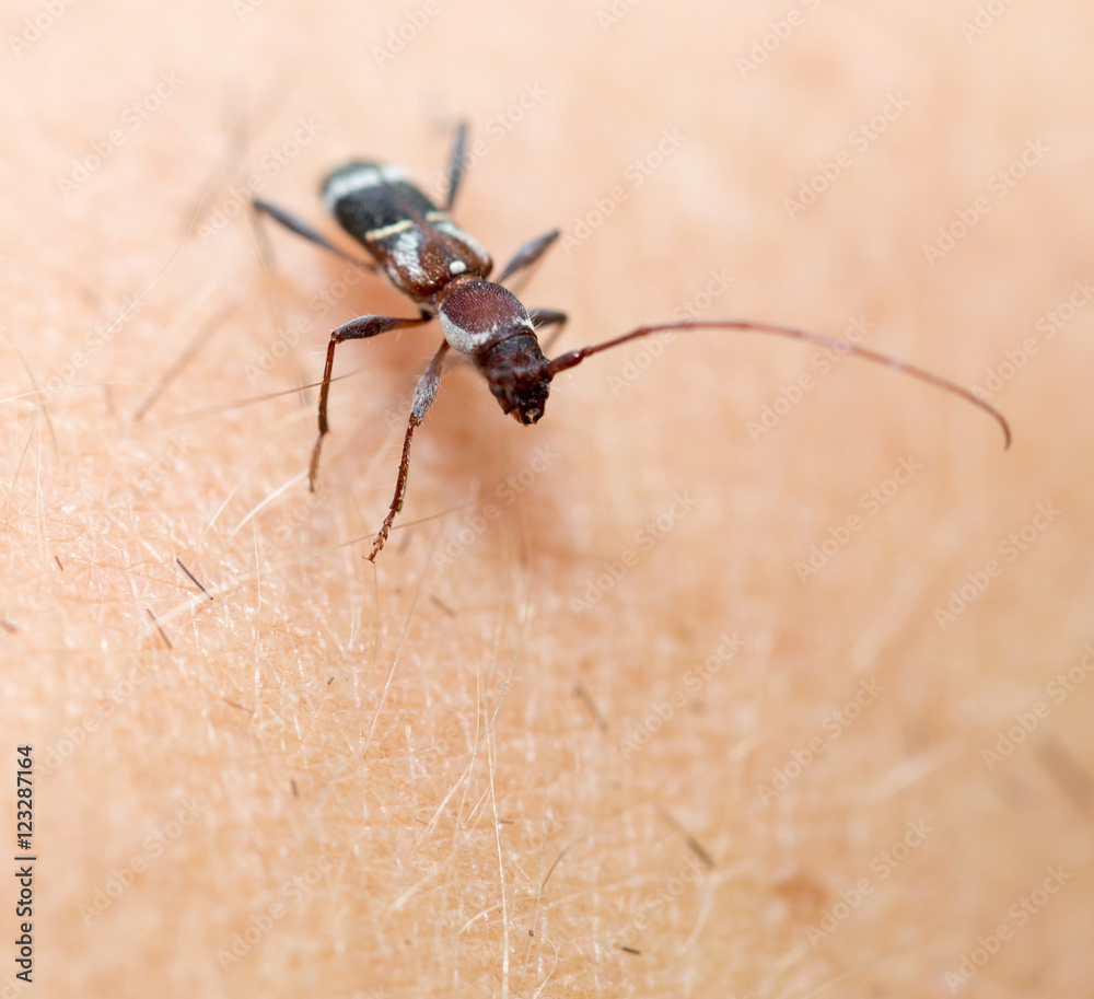 Fototapeta premium small beetle bark beetle. macro