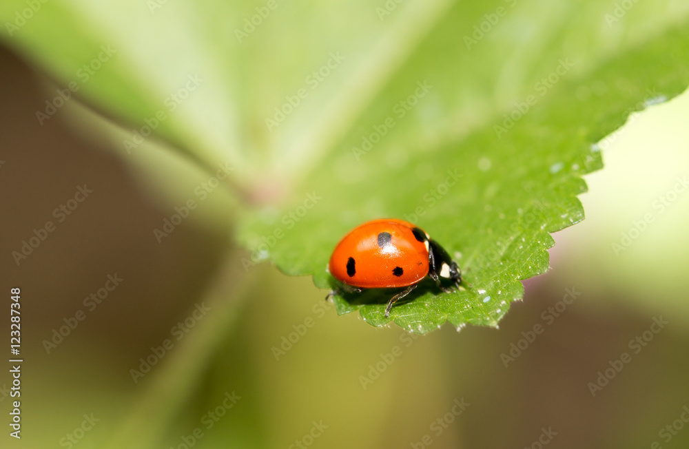 ladybird on nature. macro ladybird on nature. macro