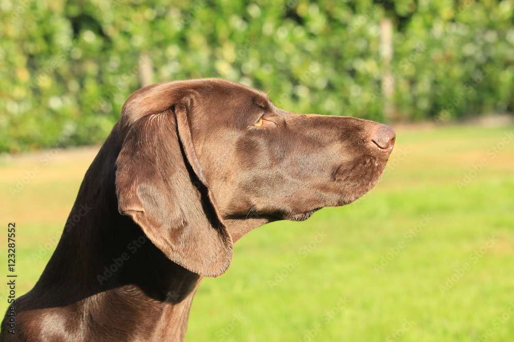 German Shorthaired Pointer