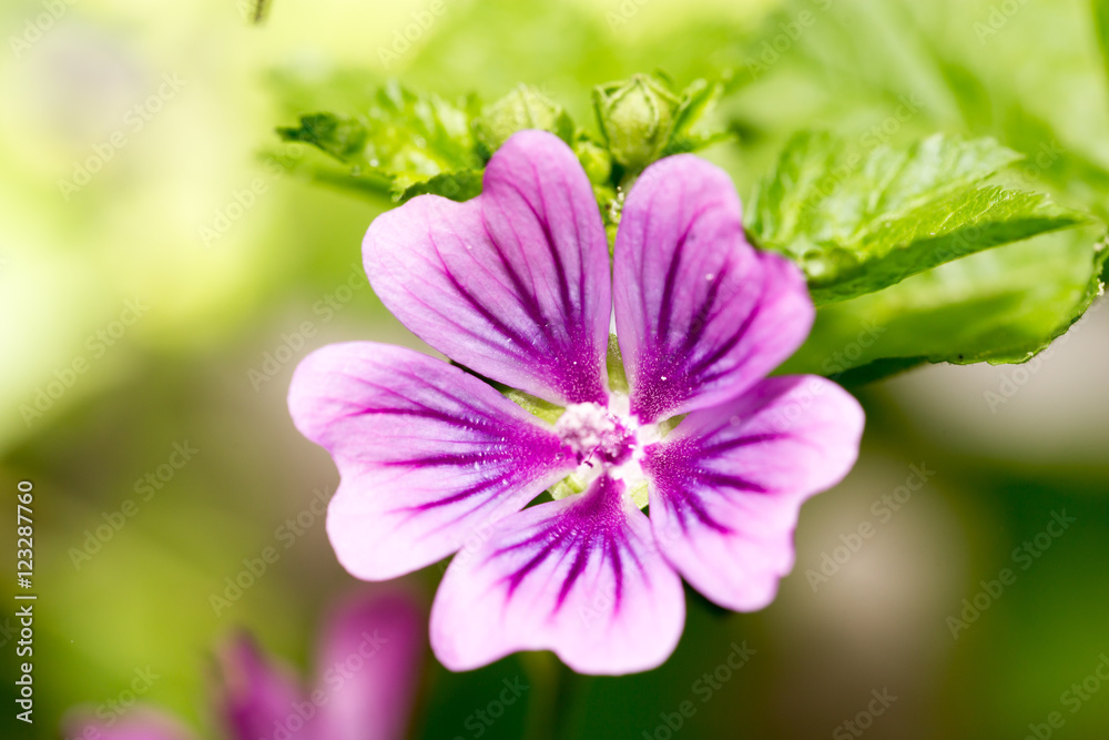beautiful purple flower in nature
