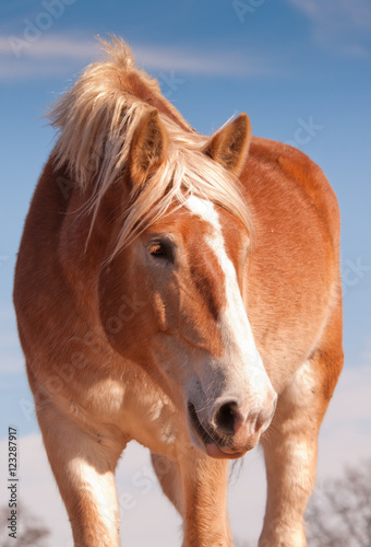 Fotografía Beautiful blonde Belgian draft horse looking down to the right of the viewer, wi