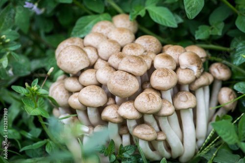 Buna Shimeji mushrooms