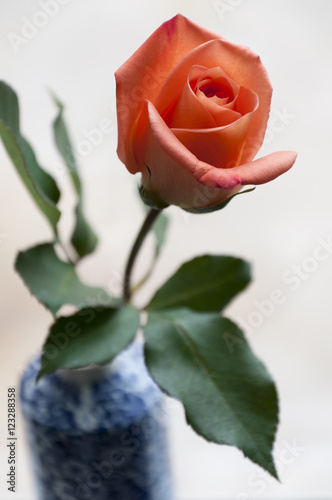 Single Rose (ID: 123288358)