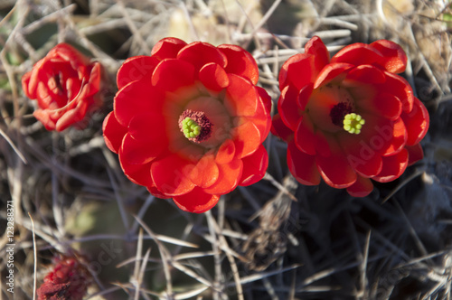 Red Desert Flower