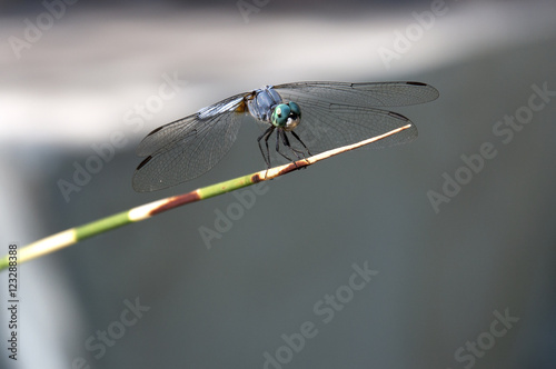 Dragonfly (ID: 123288388)