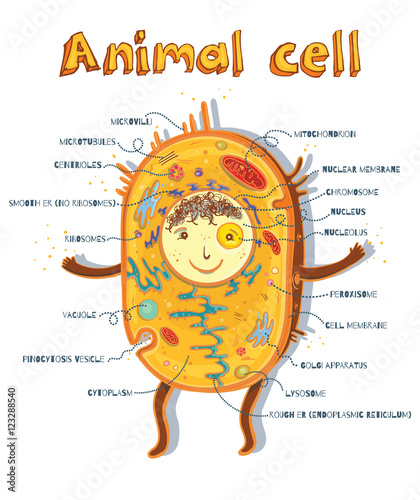 animal cell anatomy