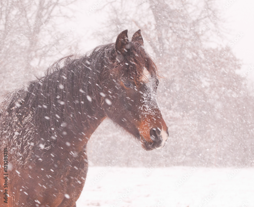 Dark bay Arabian horse in a blizzard Dark bay Arabian horse in a blizzard