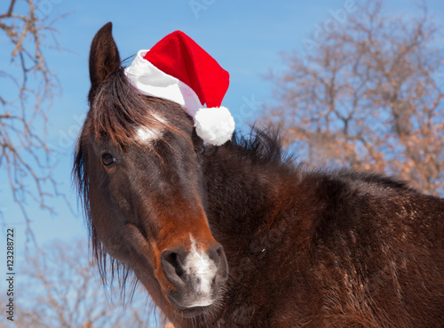 Cute dark bay horse wearing a Santa hat