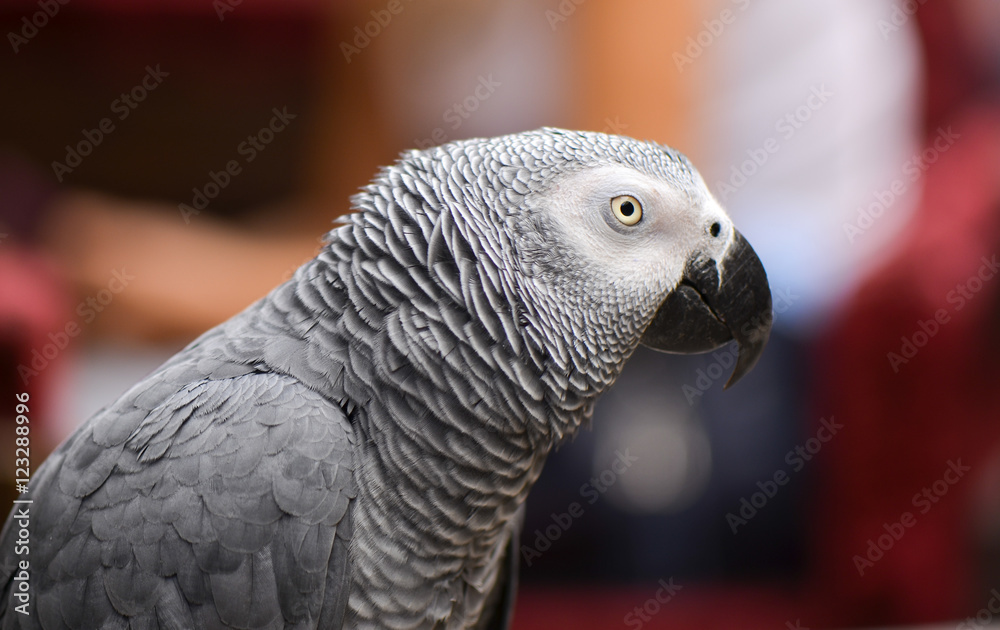 Fototapeta premium Portrait of an Congo African Grey Parrot (Psittacus erithacus erithacus)