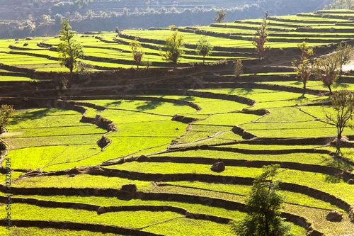 green field of rice in nepal