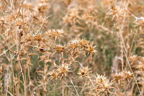 dry prickly grass outdoors