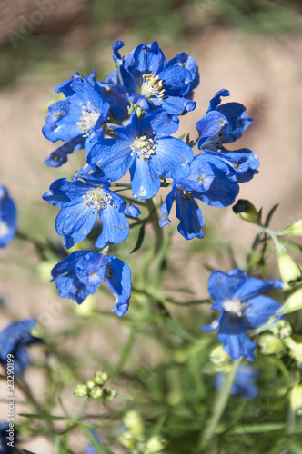 Blue Flowers (ID: 123290199)