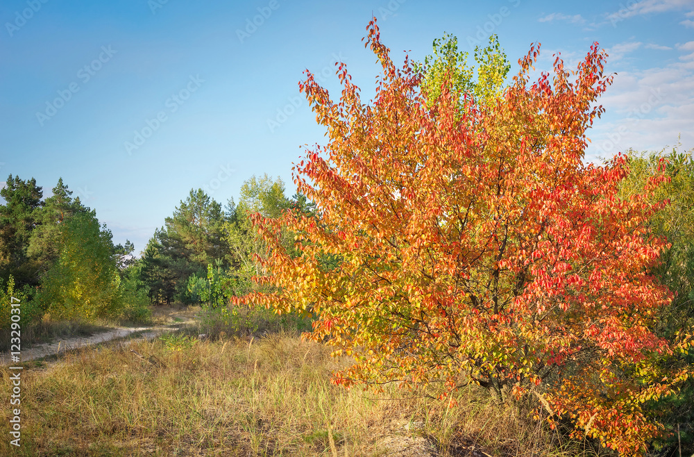 Autumn forest and trees with red and yellow leaves Autumn forest and trees with red and yellow leaves