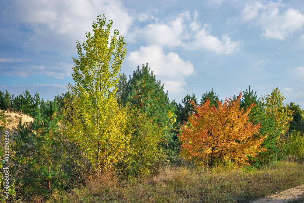 Autumn forest and colorful trees 