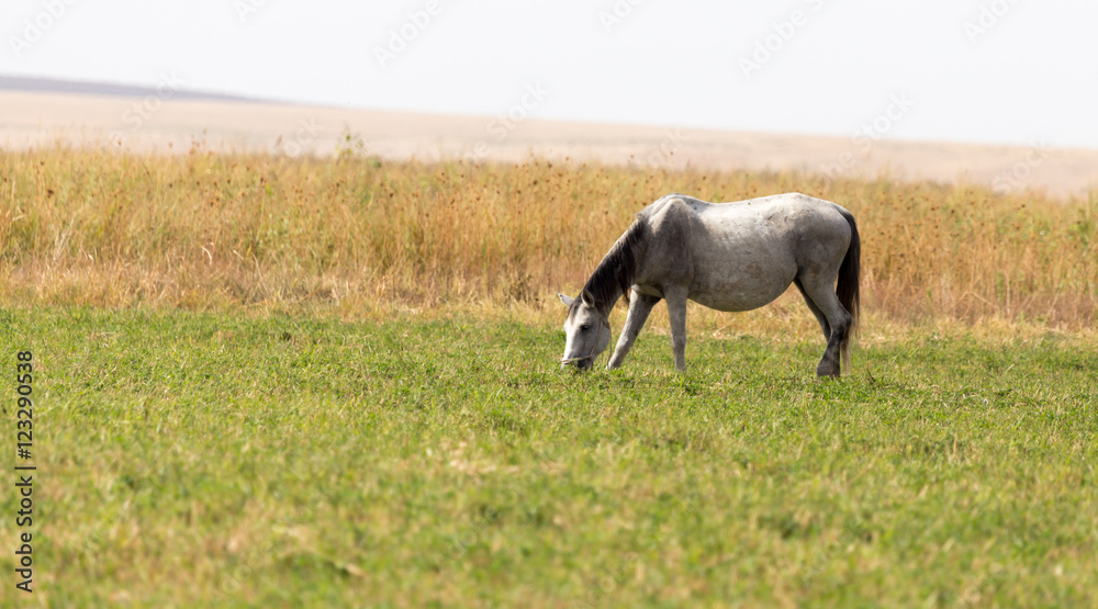 Obraz premium a horse in a pasture in nature