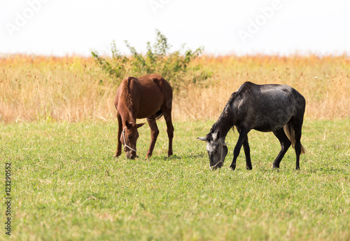 two horses on pasture at nature © schankz