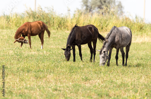 Three horses in a pasture in nature © schankz
